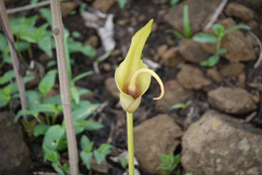 Amorphophallus commutatus